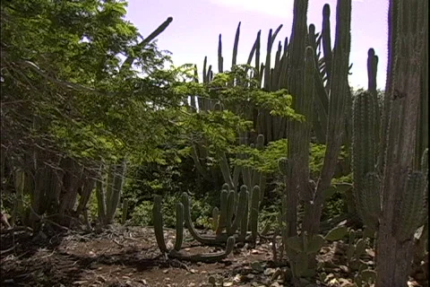 Cactus Path Vídeos de archivo 816704