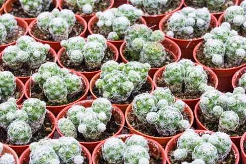 Cactus pattern background and texture Foto stock