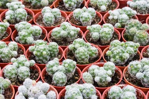 Cactus pattern background and texture Foto stock