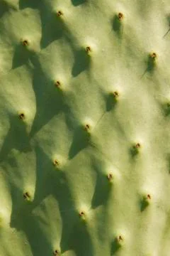 Cactus pattern Stock Photos