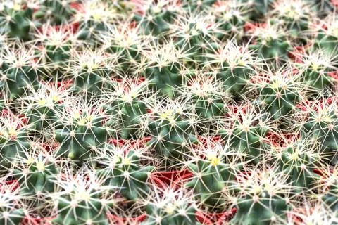 Cactus pattern Stock Photos