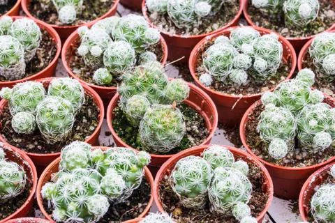 Cactus pattern Stock Photos