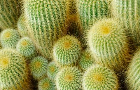Cactus pattern Stock Photos