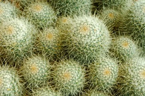 Cactus pattern Stock Photos