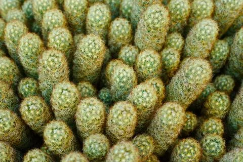 Cactus pattern Stock Photos