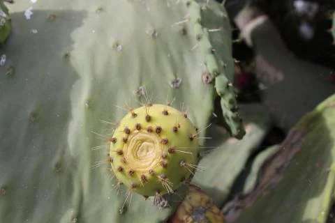 Cactus pear Stock Photos