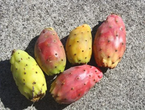 Cactus pear Stock Photos