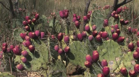 Cactus pears Stock Footage 20591051