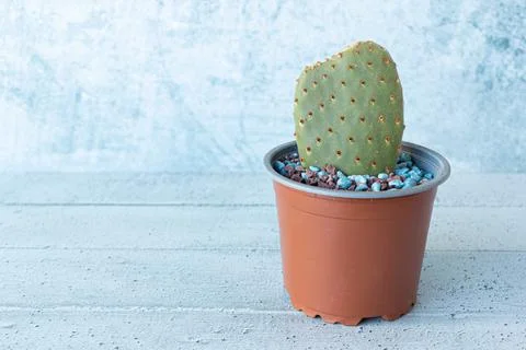 Cactus with pebbles on a light background Stock Photos