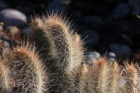 Cactus Stock Photos