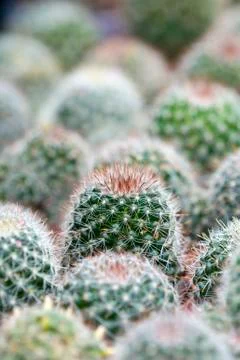 Cactus Stock Photos