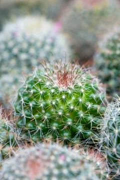 Cactus Stock Photos