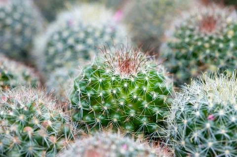 Cactus Stock Photos