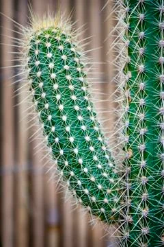 Cactus Stock Photos