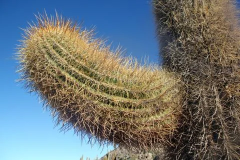 Cactus Stock Photos