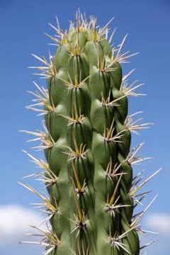 Cactus Stock Photos