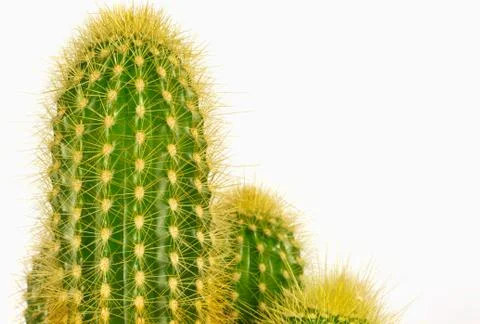 Cactus Stock Photos