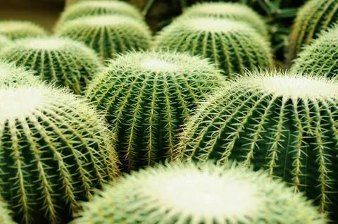 Cactus Stock Photos