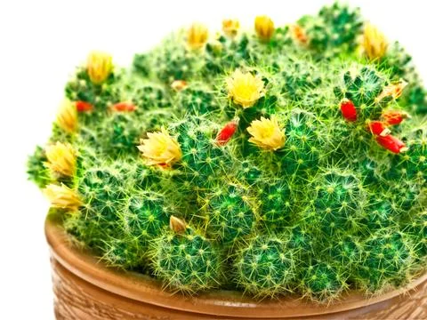 Cactus Stock Photos