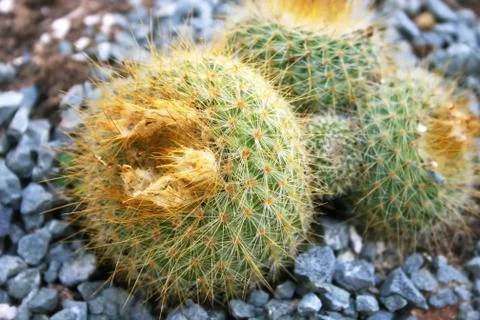 Cactus Stock Photos