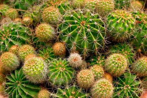 Cactus Stock Photos