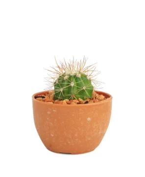 Cactus Stock Photos