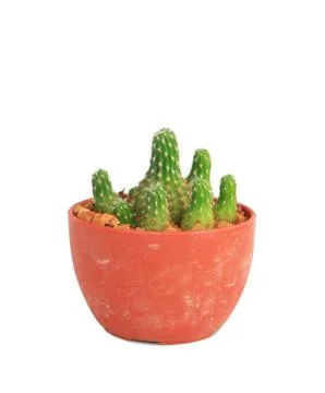Cactus Stock Photos