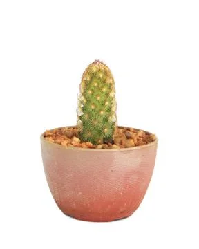 Cactus Stock Photos