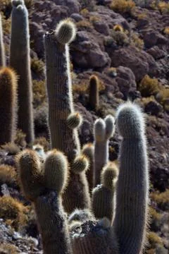 Cactus Stock Photos