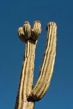 Cactus Stock Photos