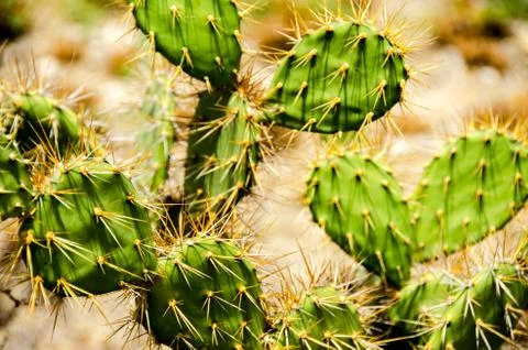 Cactus Stock Photos