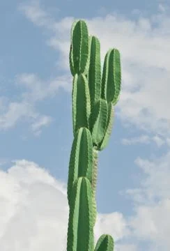 Cactus Stock Photos