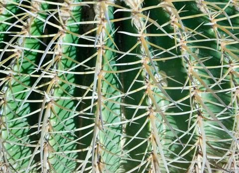 Cactus Foto stock