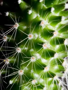 Cactus Stock Photos
