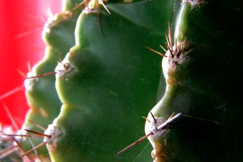 Cactus Stock Photos