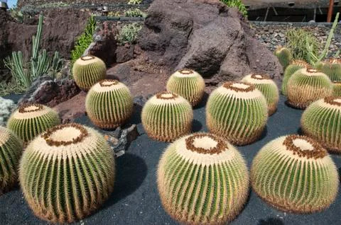 Cactus 写真素材
