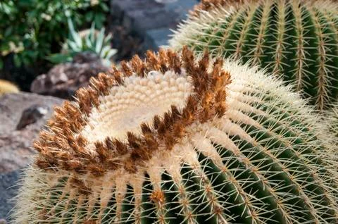 Cactus 스톡 사진