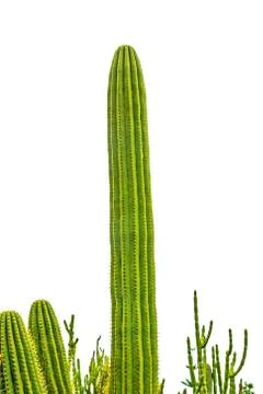 Cactus Stock Photos