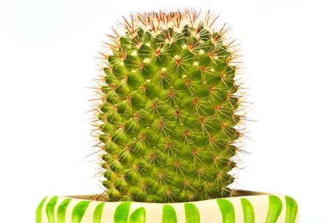 Cactus Stock Photos