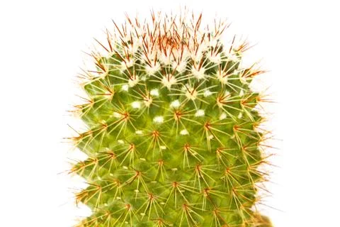 Cactus Stock Photos