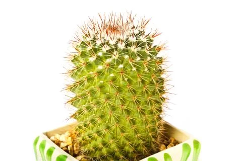 Cactus Stock Photos
