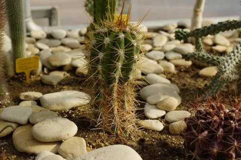 Cactus. Stock Photos