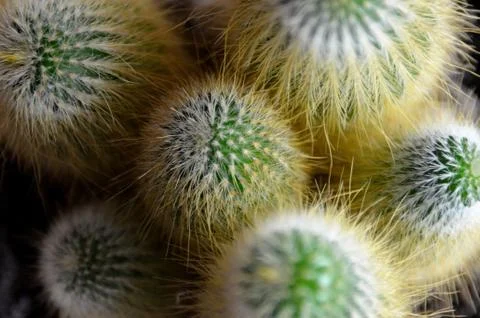Cactus Foto stock