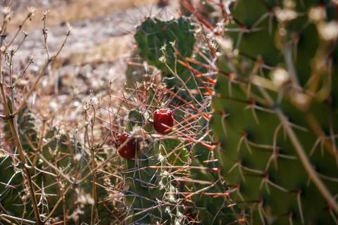 Cactus Stock Photos