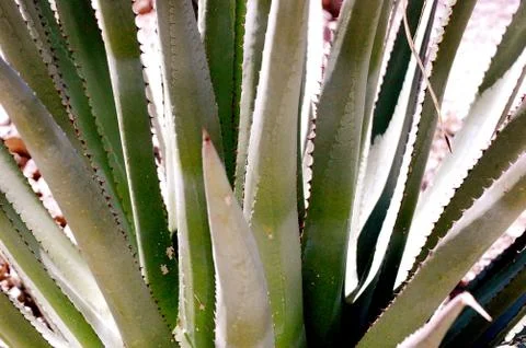 Cactus Fotos de archivo