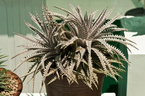 Cactus . Stock Photos