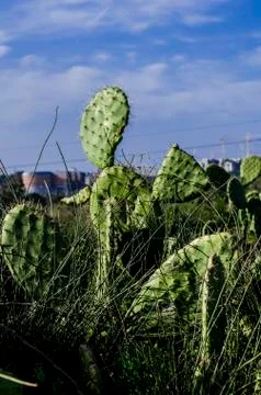 Cactus Stock Photos