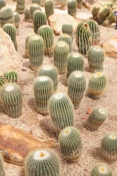 Cactus Stock Photos