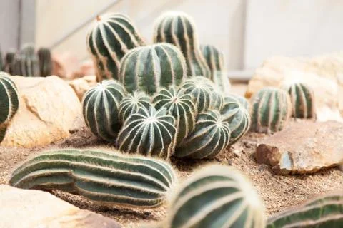 Cactus Stock Photos