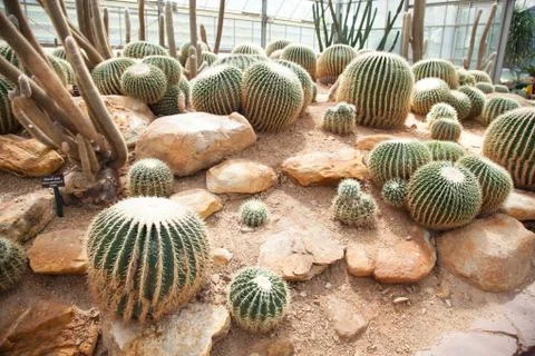 Cactus Stock Photos